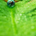 picture of a leaf uvisualizing the article about tag der umwelt 2012