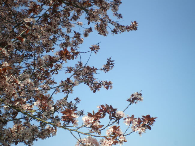 IMGP3134 Kirschblütenzweige mit rosafarbenen Blüten und rötlichen Blättern recken sich vor einem strahlend blauen Himmel und spiegeln die Harmonie und Schönheit wider, die mit den Zielen für nachhaltige Entwicklung Success für unsere Umwelt erreicht werden soll.
