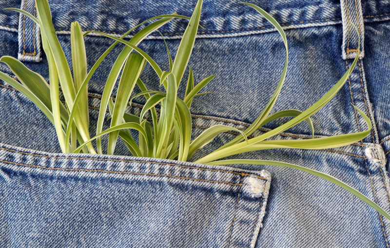 image of grass in a pocket