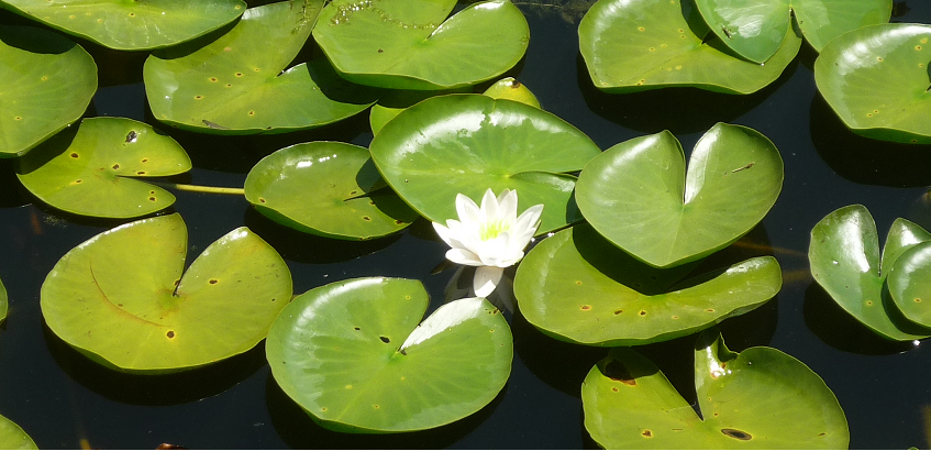 picture of water lilies illustrating the article about DFGE signing the partnership with CDP