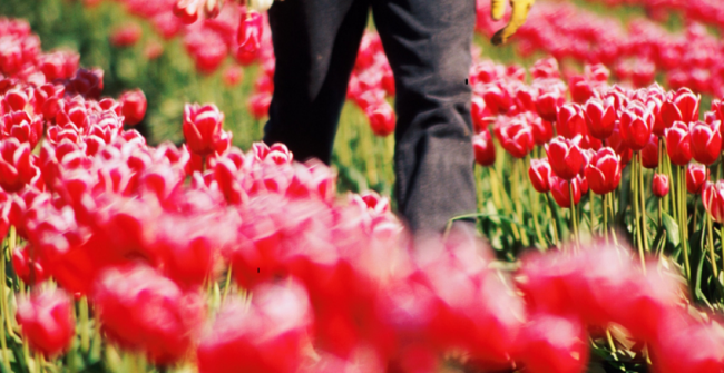 picture of a man walking between flowers
