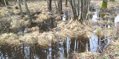 picture showing a puddle in a forest
