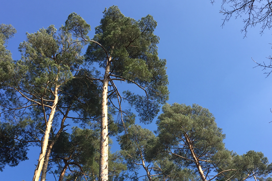 picture showing trees and the blue sky