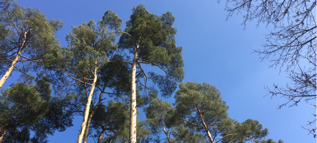picture showing trees and the blue sky