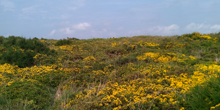 moore landscape with blue sky and yellow flowers
