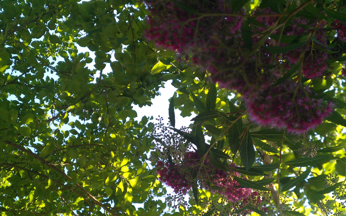 Focus on pink flower in a tree with green lighted foliage
