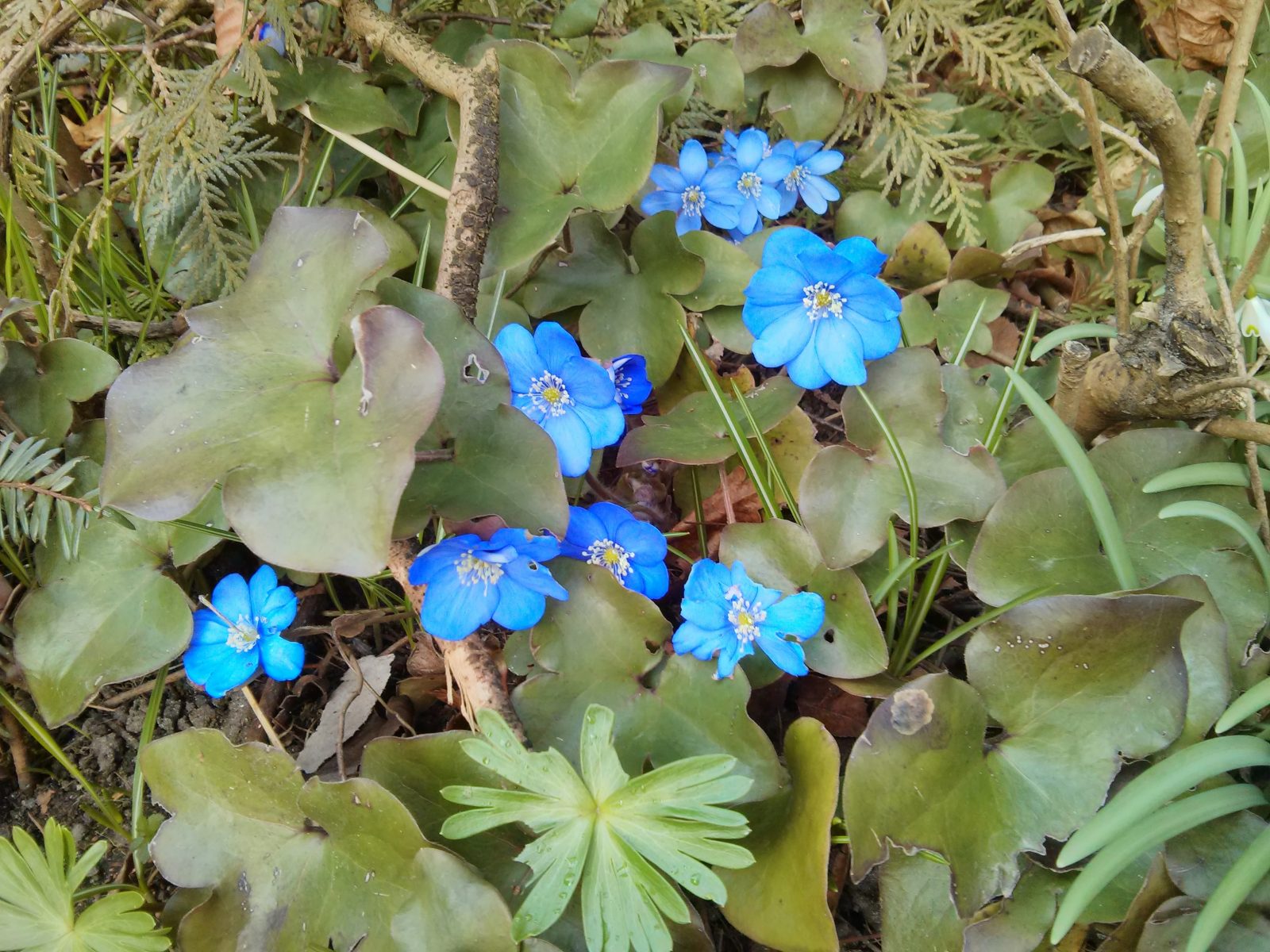 picture of blue flowers