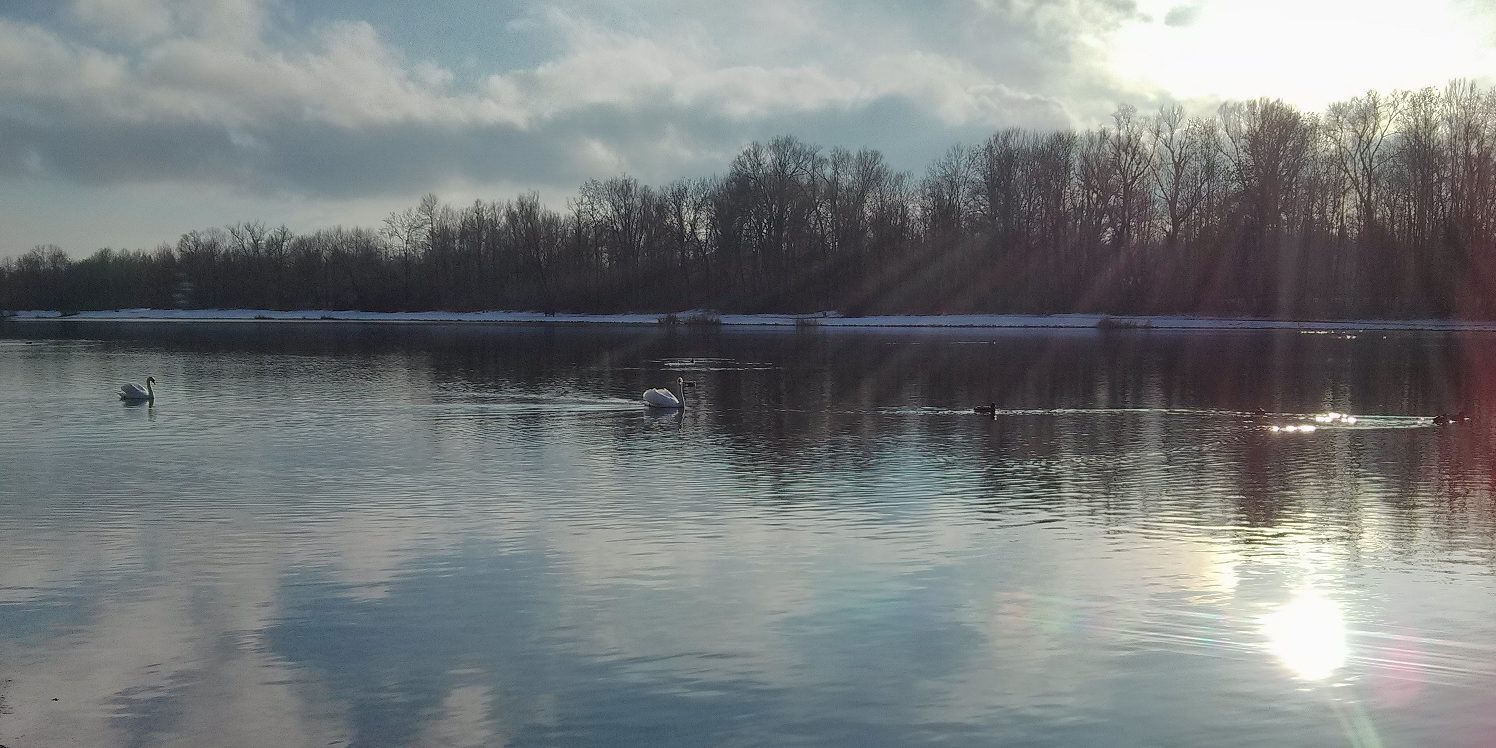 swans on a lake illustrating the article about the human rights checklist