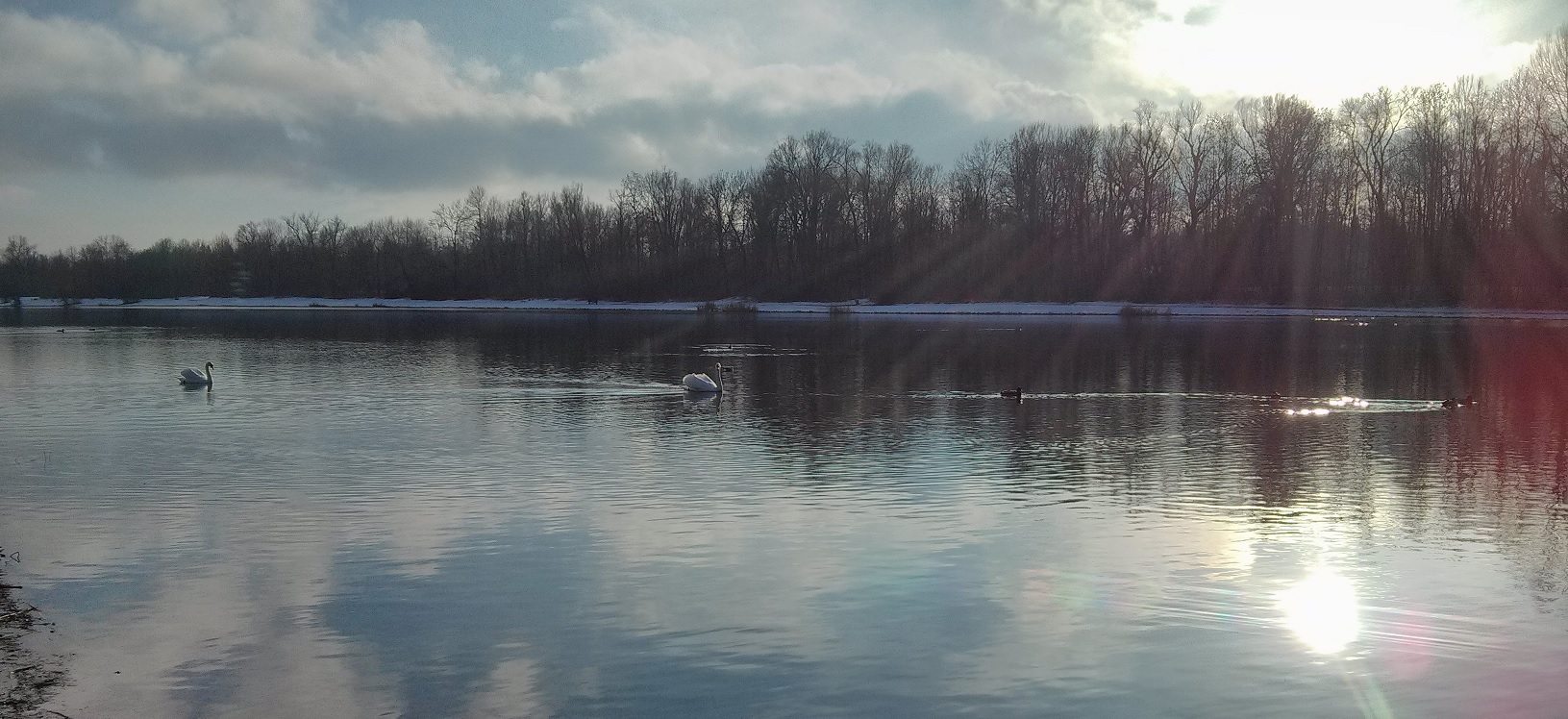 swans on a lake illustrating the article about the human rights checklist