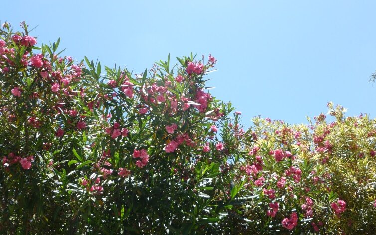 pink flowers in trees with blue sky visualizing the article about GRI standards