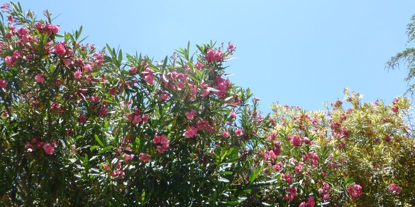 pink flowers in trees with blue sky visualizing the article about GRI standards