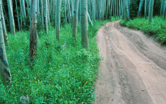 picture of a path in the forest visualizing the blog article about sustainable development goals