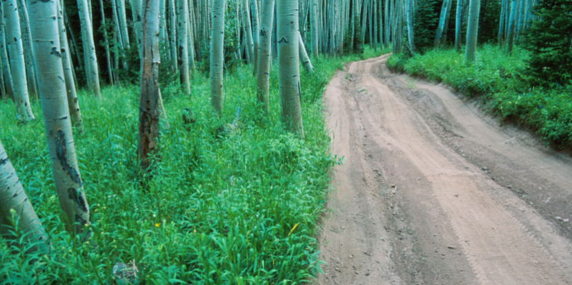 picture of a path in the forest visualizing the blog article about sustainable development goals