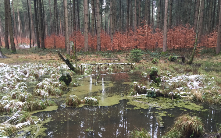 Puddle in forest with melting snow