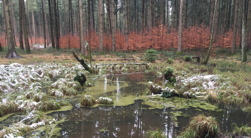 Puddle in forest with melting snow