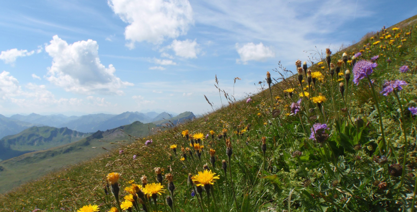 Flowers in mountain field during spring, with blue sky