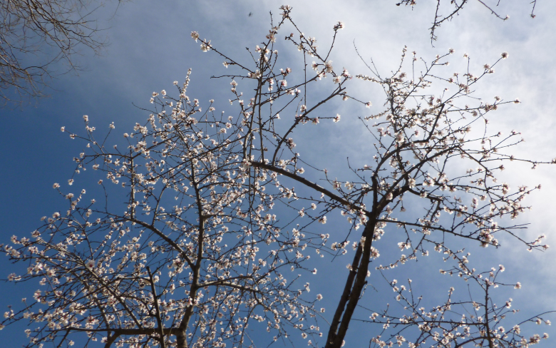 Sakura in blossom with blue sky