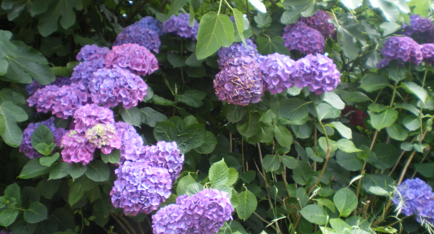 focus on blue and purple flowers