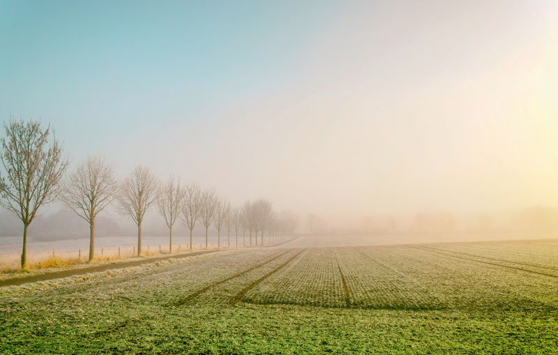 picture of a field in morning frost