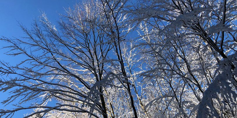 picture showing snowy trees illustrating the article about klimakiller bitcoin