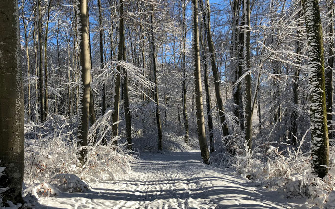 picture of a snowy forest illustrating the blog entry about Partnership WEC and DFGE