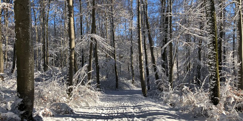 picture of a snowy forest illustrating the blog entry about Partnership WEC and DFGE