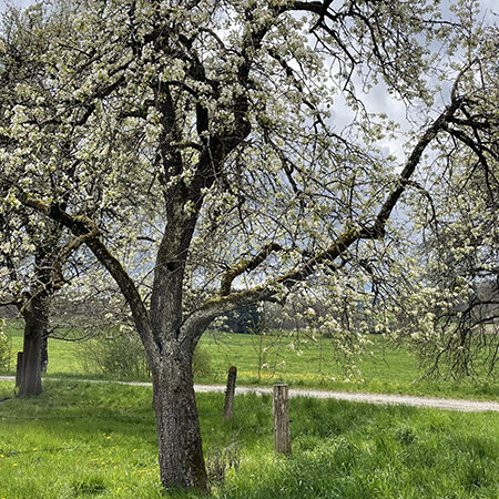 Ein blühender Baum mit weißen Blüten steht auf einer Wiese neben einem Kiesweg, unter einem wolkenverhangenen Himmel - ein Echo der natürlichen Schönheit, die von der EcoVadis Platin-Medaille 2026 gefeiert wird. Im Hintergrund sind weitere Bäume und ein Holzzaun zu sehen.