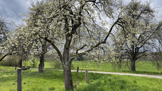 2026_DFGE-EcoVadis-Platinum EcoVadis Platinum Medaille der DFGE