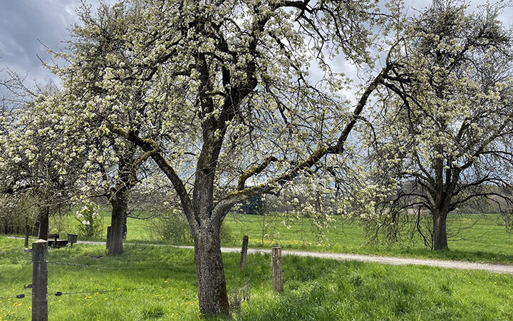 2026_DFGE-EcoVadis-Platinum Ein blühender Baum mit weißen Blüten steht auf einer Wiese neben einem Kiesweg, unter einem wolkenverhangenen Himmel. Im Hintergrund sind weitere Bäume und ein Holzzaun zu sehen.