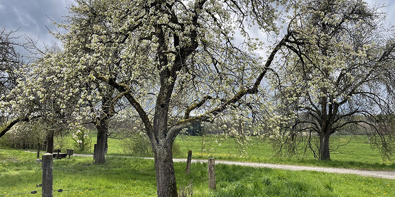 2026_DFGE-EcoVadis-Platinum EcoVadis Platinum Medaille der DFGE