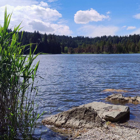 Ein ruhiger See, gesäumt von hohem Schilf und großen Felsen im Vordergrund, mit einem dichten Wald und einem teilweise bewölkten blauen Himmel im Hintergrund.