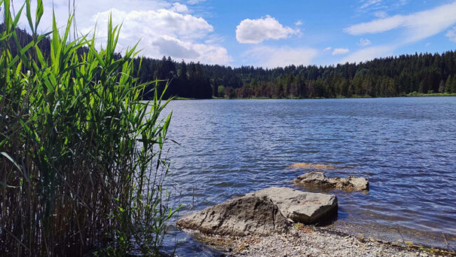 5-ESG-Hausaufgaben Ein ruhiger See, gesäumt von hohem Schilf und großen Felsen im Vordergrund, mit einem dichten Wald und einem teilweise bewölkten blauen Himmel im Hintergrund.