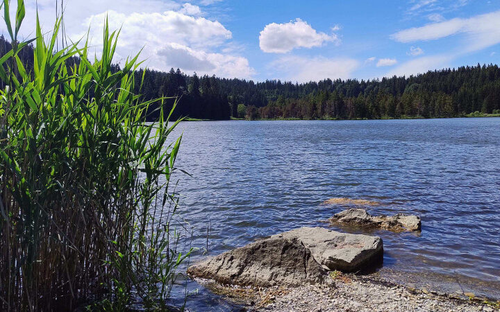 5-ESG-Hausaufgaben Ein ruhiger See, gesäumt von hohem Schilf und großen Felsen im Vordergrund, mit einem dichten Wald und einem teilweise bewölkten blauen Himmel im Hintergrund.