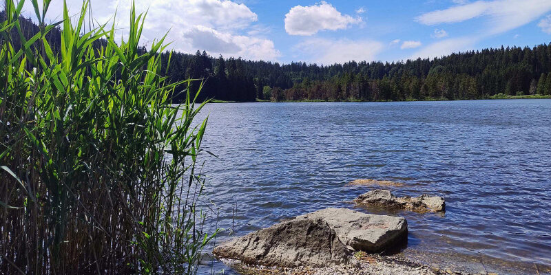 5-ESG-Hausaufgaben Ein ruhiger See, gesäumt von hohem Schilf und großen Felsen im Vordergrund, mit einem dichten Wald und einem teilweise bewölkten blauen Himmel im Hintergrund.