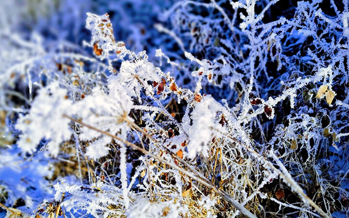 Biodiversität-Strategie ISO 14001 und die neue ISO 17298