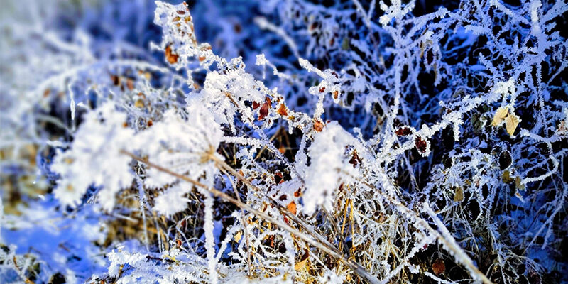 Biodiversität-Strategie ISO 14001 und die neue ISO 17298