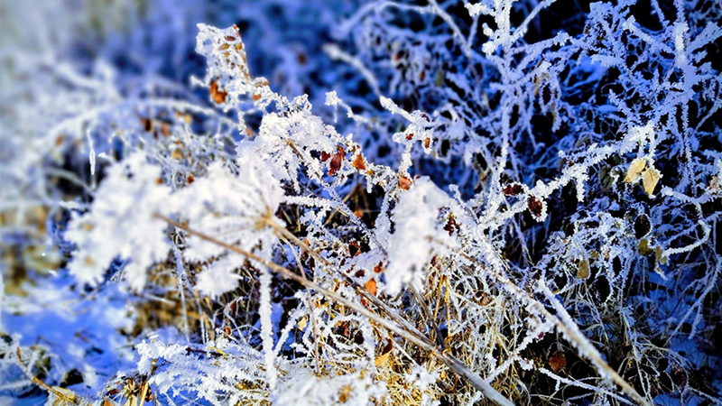 Biodiversität-Strategie ISO 14001 und die neue ISO 17298