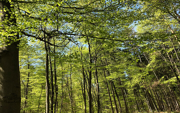 picture of a forest illustrating the blog article about the white paper CSR and Artificial intelligence and the NLP technique
