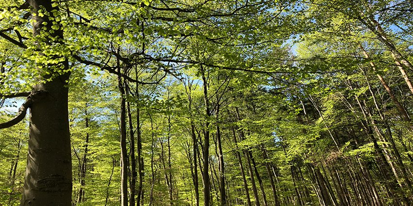picture of a forest illustrating the blog article about the white paper CSR and Artificial intelligence and the NLP technique