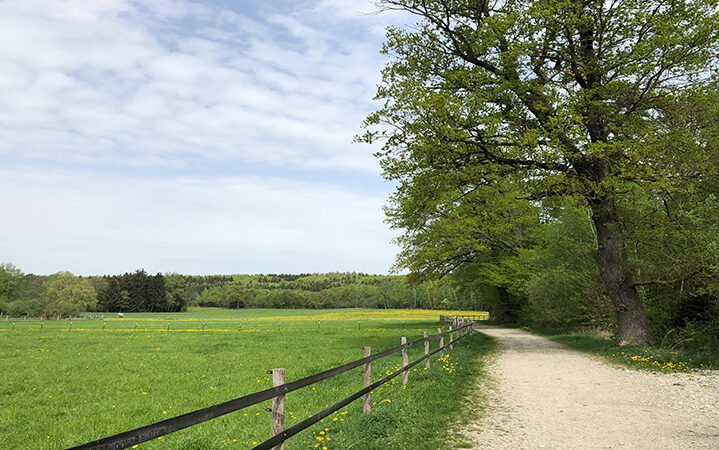 picture showing a field with forests in the background visualizing the blog article about CDP supply chain 2019