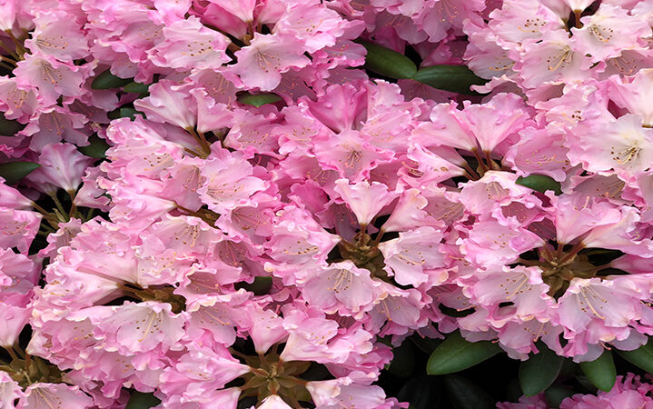 image of pink flowers illustrating the science based target initiative