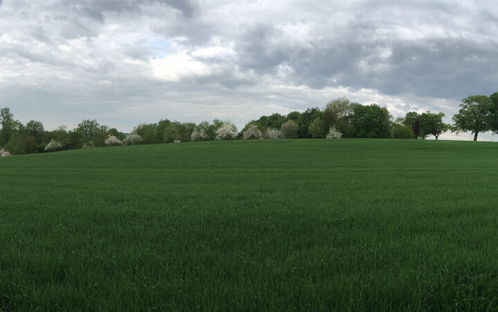 picture of a wide green field visualizing the blog article about the DJSI CSA