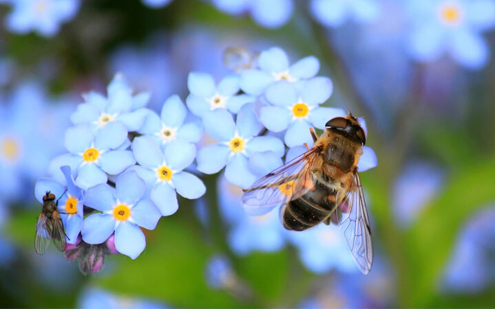 picture showing a bee on top of a flower visualizing the blog article about the earth day 2019