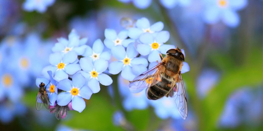 picture showing a bee on top of a flower visualizing the blog article about the earth day 2019