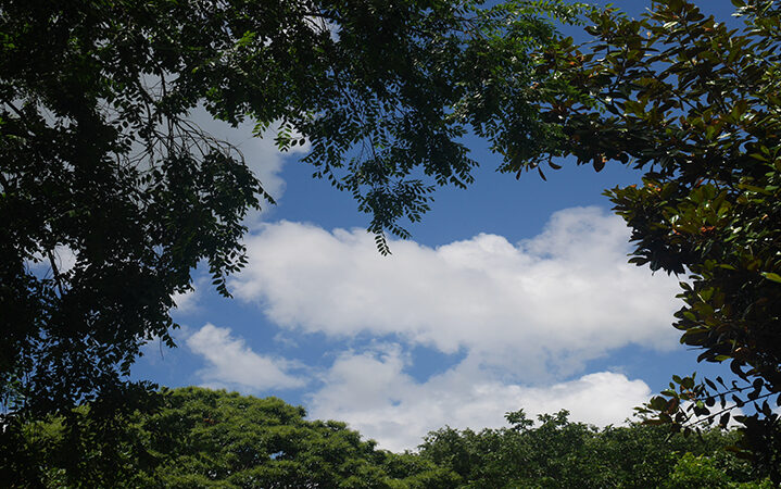 Ein Bild das Wolken, fotografiert aus einem Wald aus, zeigt. Verbildlichung des Blog Artikels Die Integrierte Klimastrategie