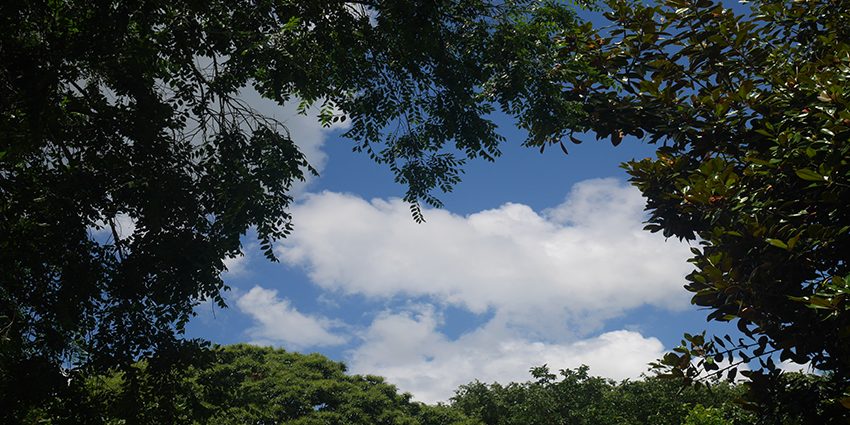 Ein Bild das Wolken, fotografiert aus einem Wald aus, zeigt. Verbildlichung des Blog Artikels Die Integrierte Klimastrategie