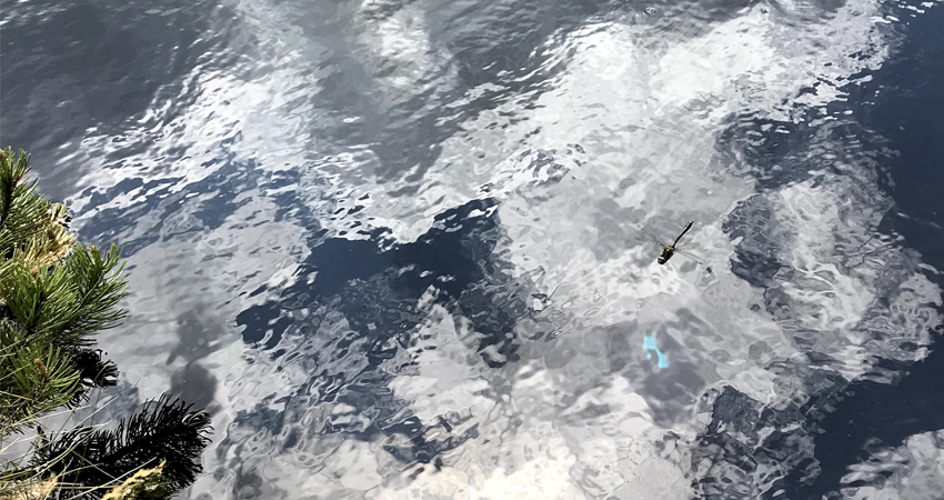 picture of a dragonfly flying over water illustrating the blog article about the climate strategy tool