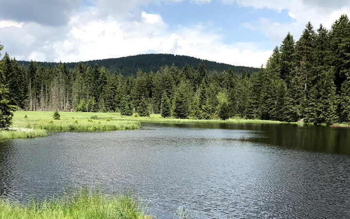 image of a lake in front of a forest visualizing the blog article about the green deal for europe