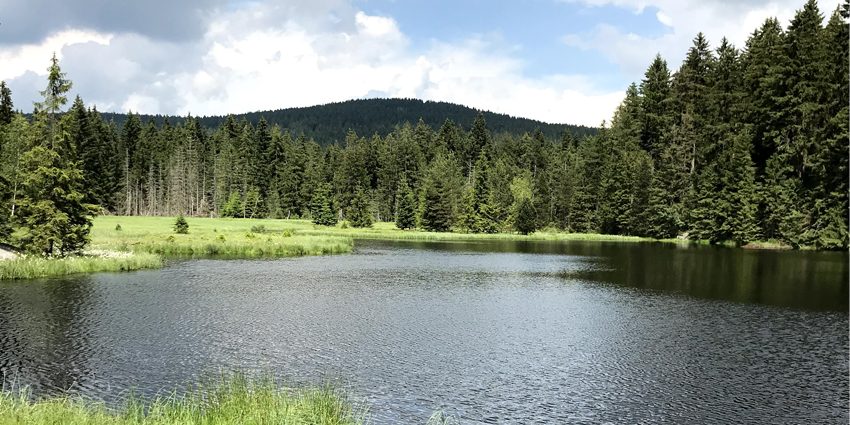 image of a lake in front of a forest visualizing the blog article about the green deal for europe