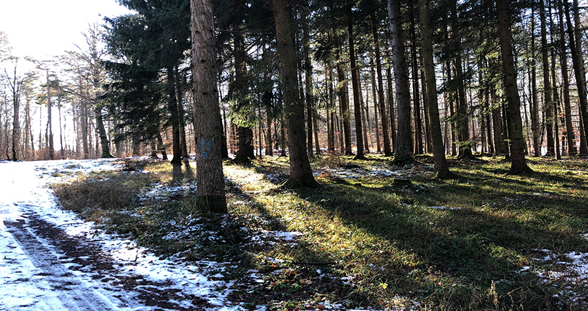 Bild von einem Wald im Winter, das den Blogartikel über den Internen Preis auf CO2 verbildlicht